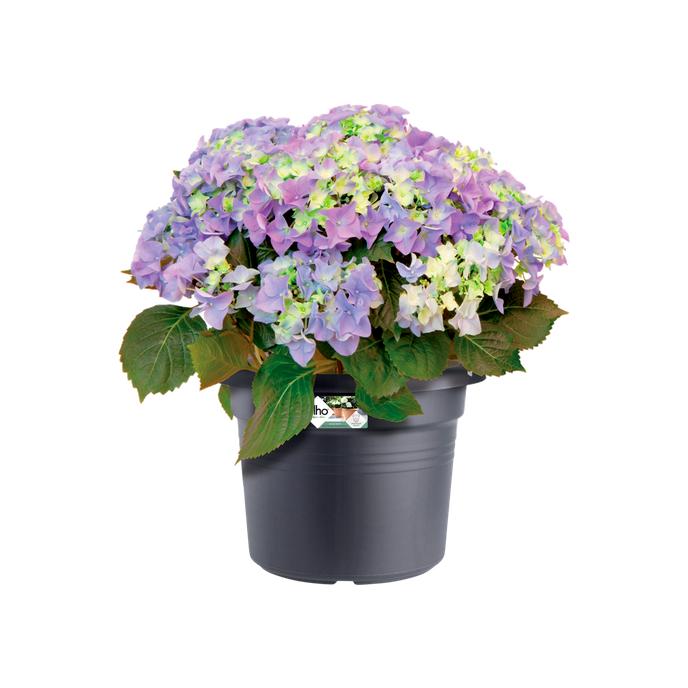 green basics cilinder 55cm living noir